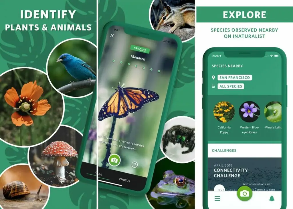 Seek by iNaturalist